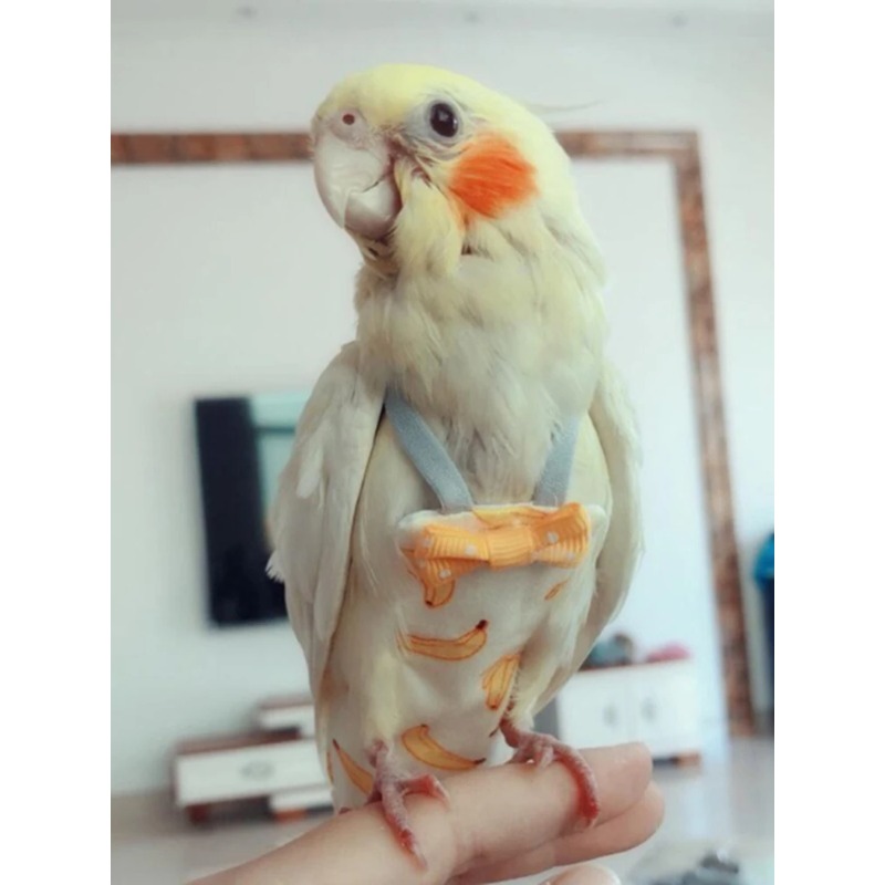 Washable Parrot Diaper Flight  - Plant Parenthood recension och pris